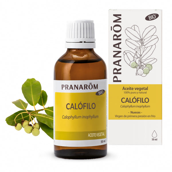 calofilo