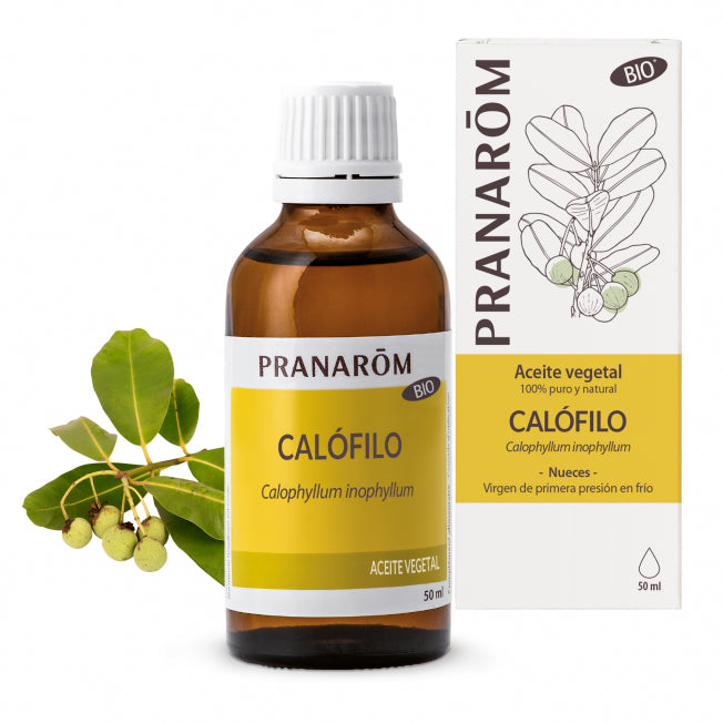 calofilo