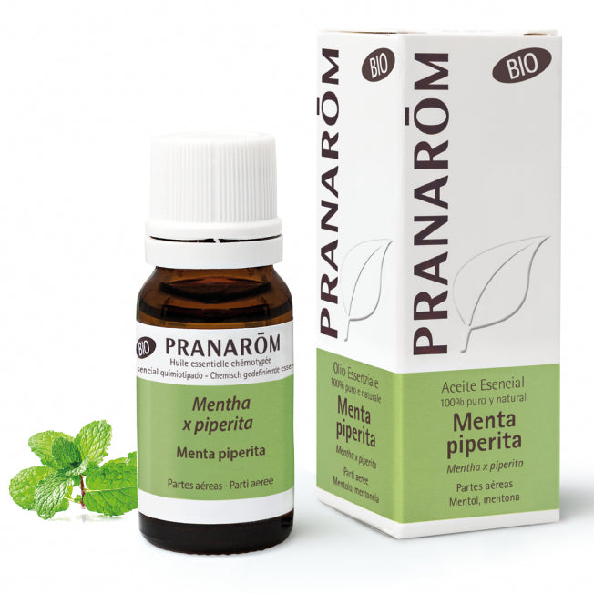 menta-piperita