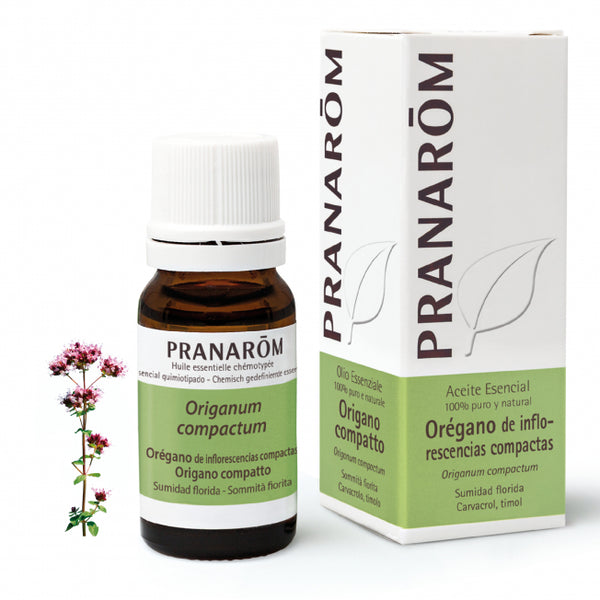 oregano-de-inflorescencias-compactas