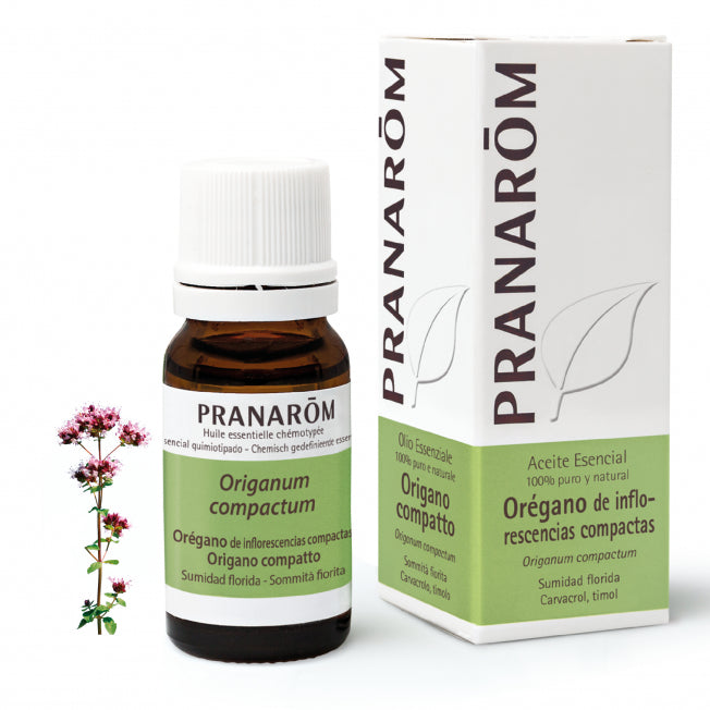oregano-de-inflorescencias-compactas